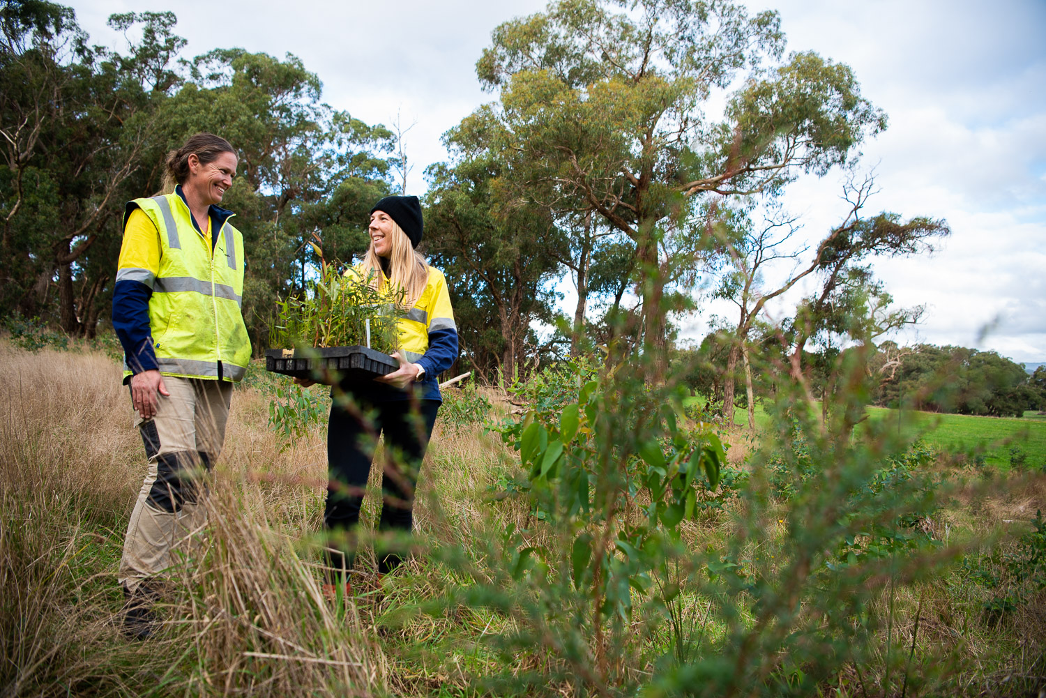 Planting 2 million trees Greening Aus Otways